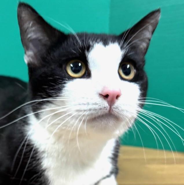 Enlarge Ringo, a ADOPTABLE Domestic Short Hair in Hawk Point, MO image 3/4