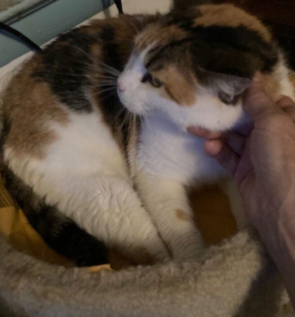 California Girl thumbnail 3