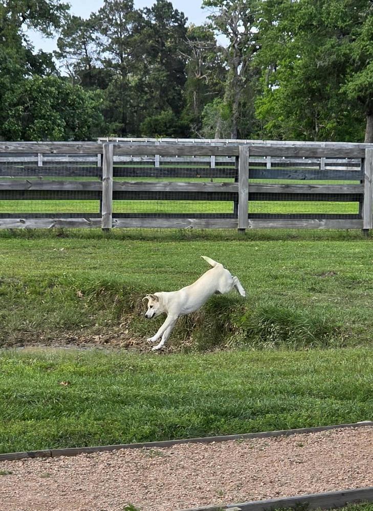 Enlarge Luke, an adopted Labrador Retriever in Commerce City, CO image 5/5