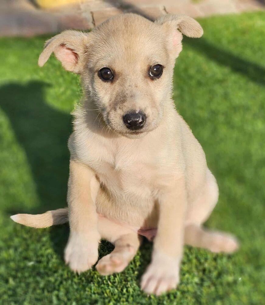 Enlarge Luke, an adopted Labrador Retriever in Commerce City, CO image 4/5
