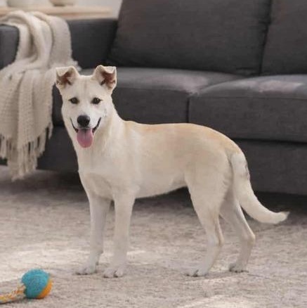 Luke, adopted, Young Male Labrador Retriever.