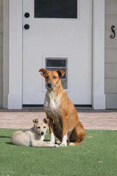 Enlarge Luke, an adopted Labrador Retriever in Commerce City, CO image 3/5