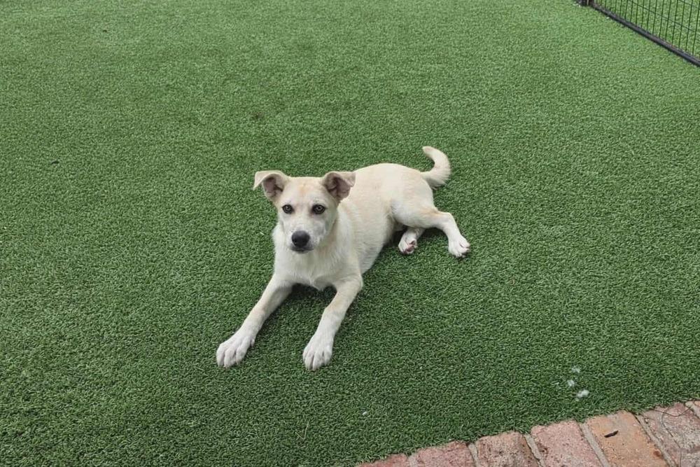Enlarge Luke, an adopted Labrador Retriever in Commerce City, CO image 2/5