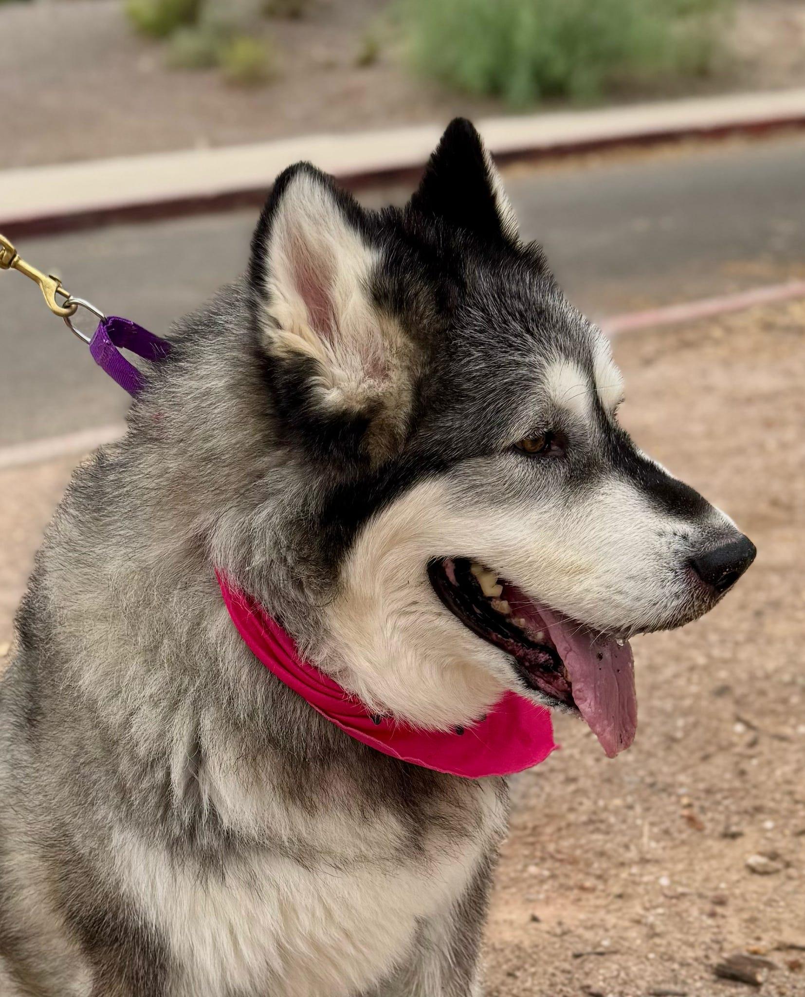 Enlarge Mishka, a Adoptable Alaskan Malamute in Tucson, AZ image 2/6