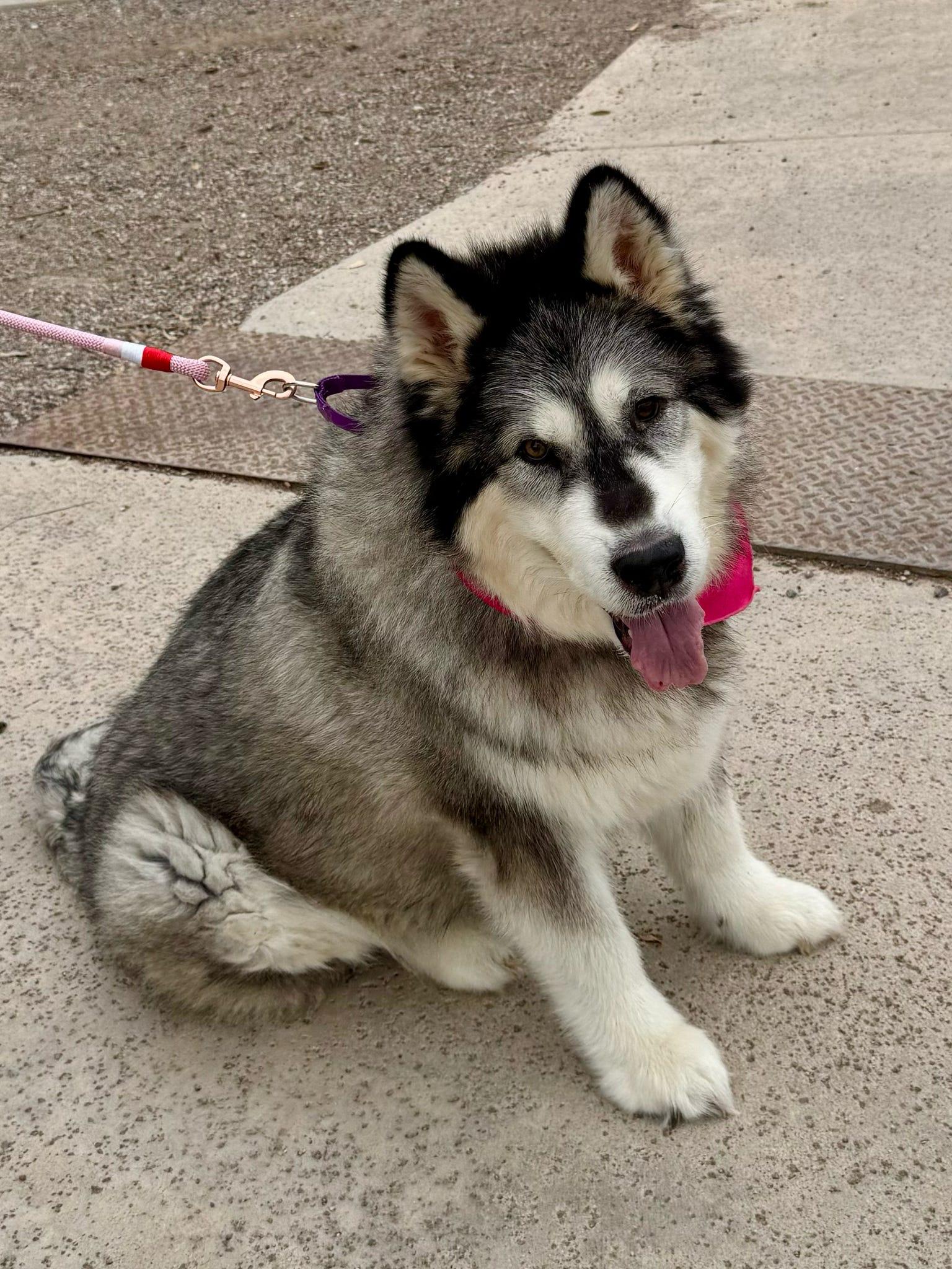 Enlarge Mishka, a Adoptable Alaskan Malamute in Tucson, AZ image 1/6