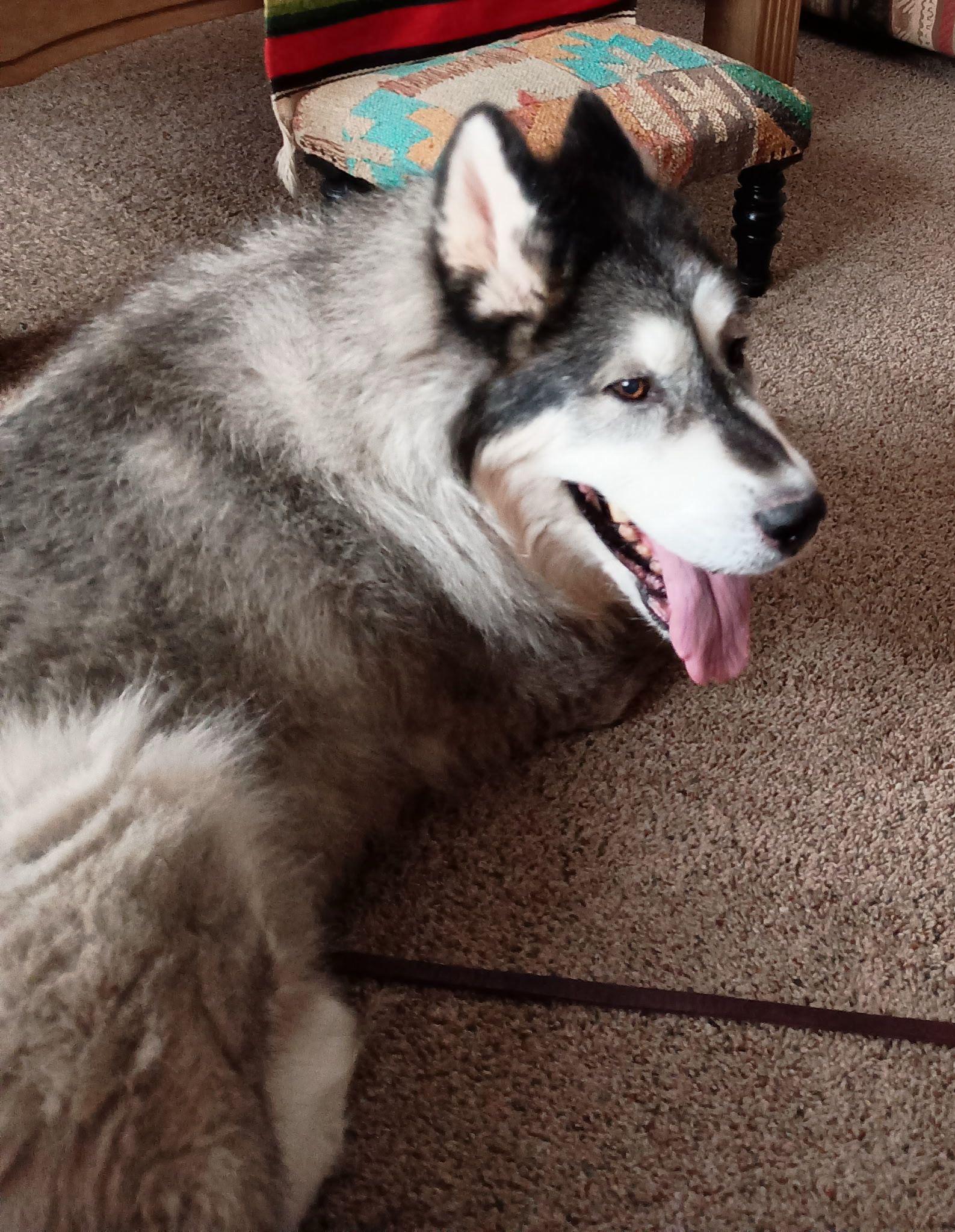 Enlarge Mishka, a Adoptable Alaskan Malamute in Tucson, AZ image 3/6