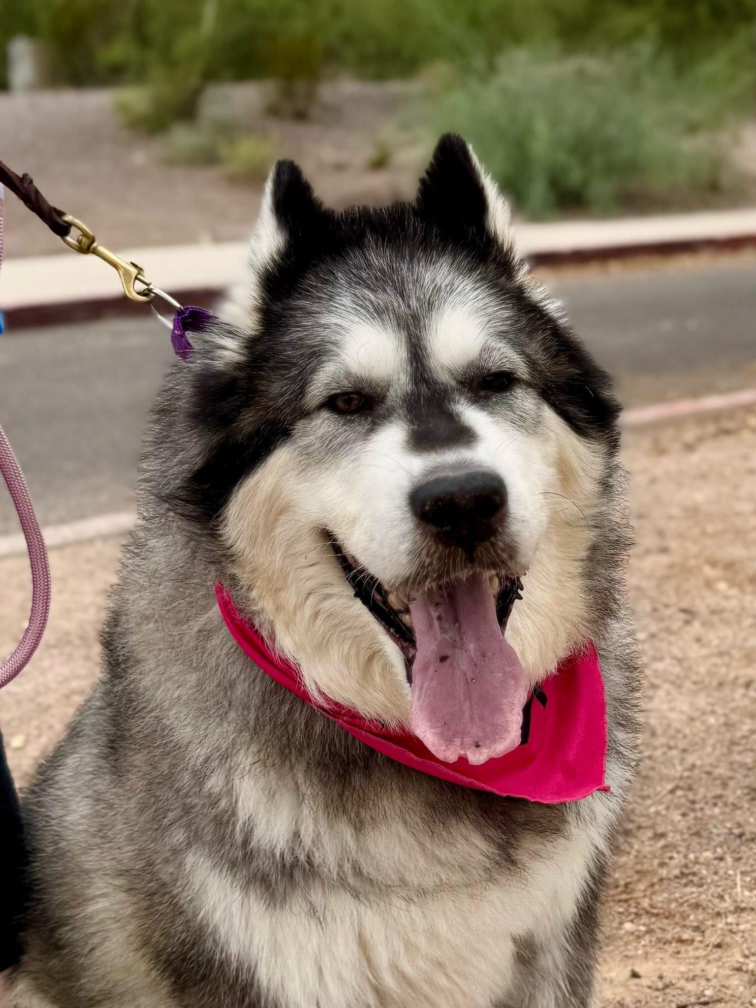 Enlarge Mishka, a Adoptable Alaskan Malamute in Tucson, AZ image 4/6