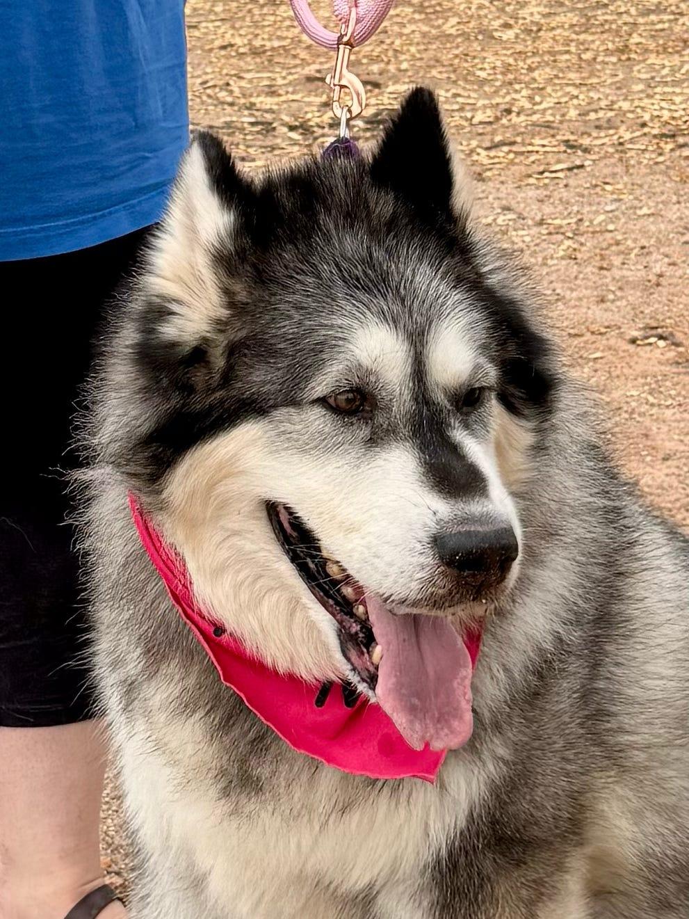 Enlarge Mishka, a Adoptable Alaskan Malamute in Tucson, AZ image 5/6