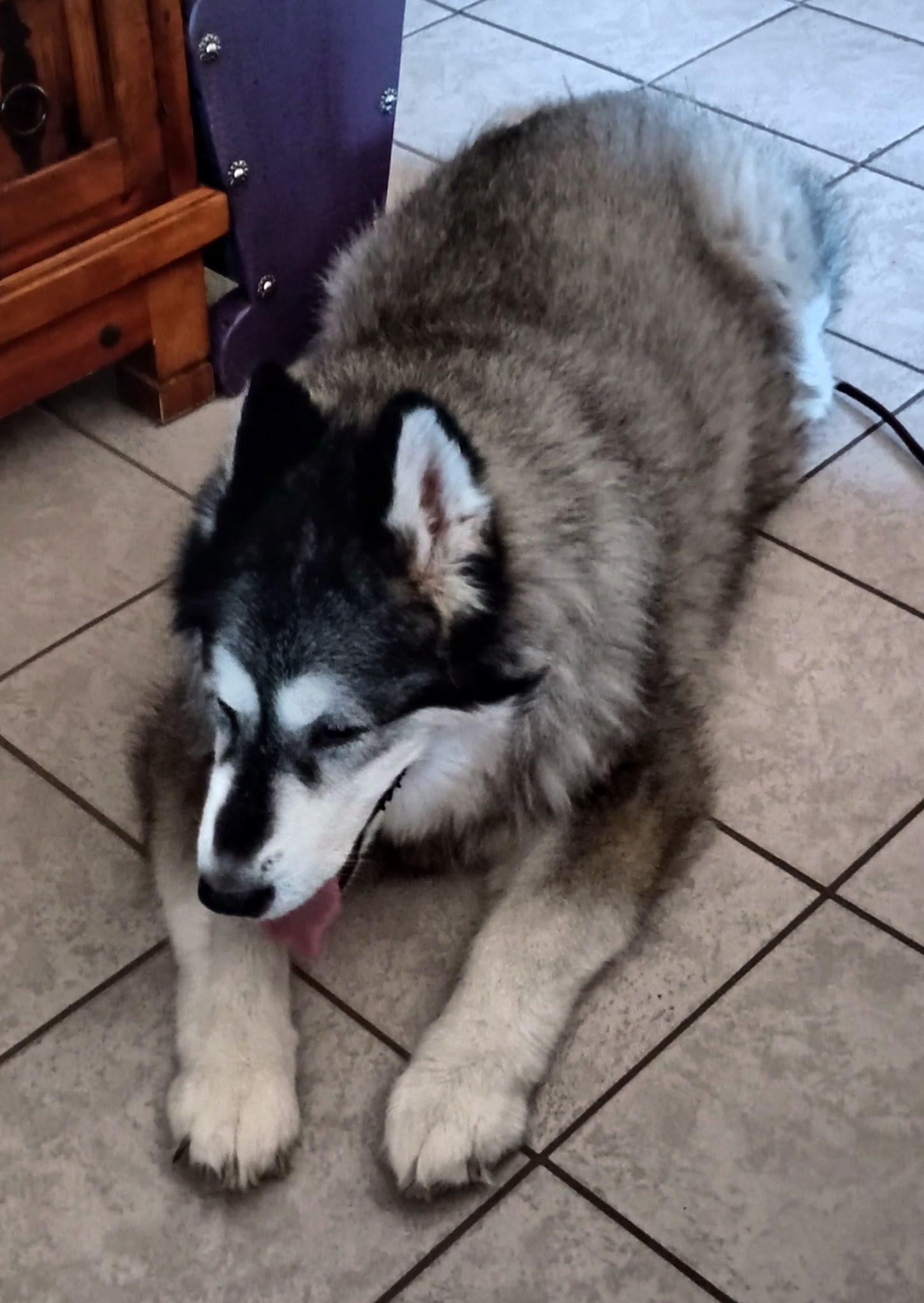 Enlarge Mishka, a Adoptable Alaskan Malamute in Tucson, AZ image 2/6