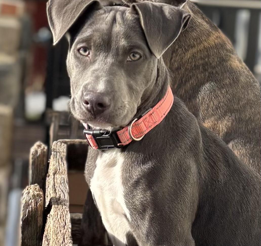 Millie — thumbnail 2