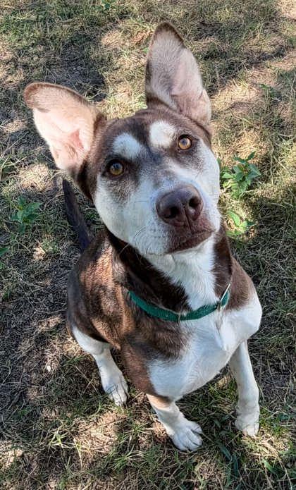Lily, Adoptable, Young Female Husky & Pit Bull Terrier.