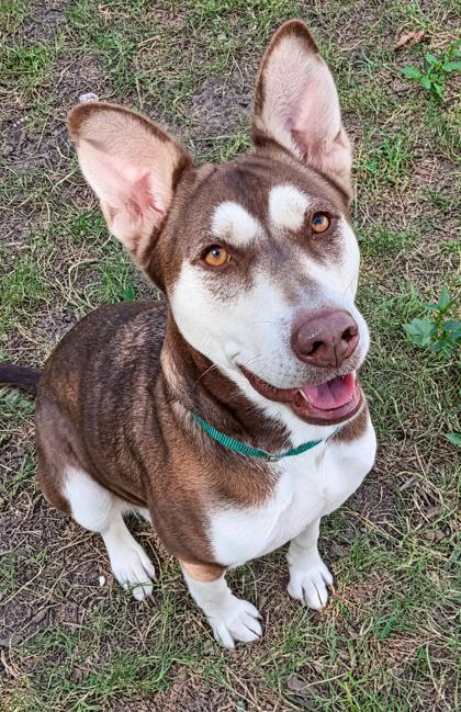Enlarge Lily, a Adoption Pending mixed breed in Inverness, FL image 2/2