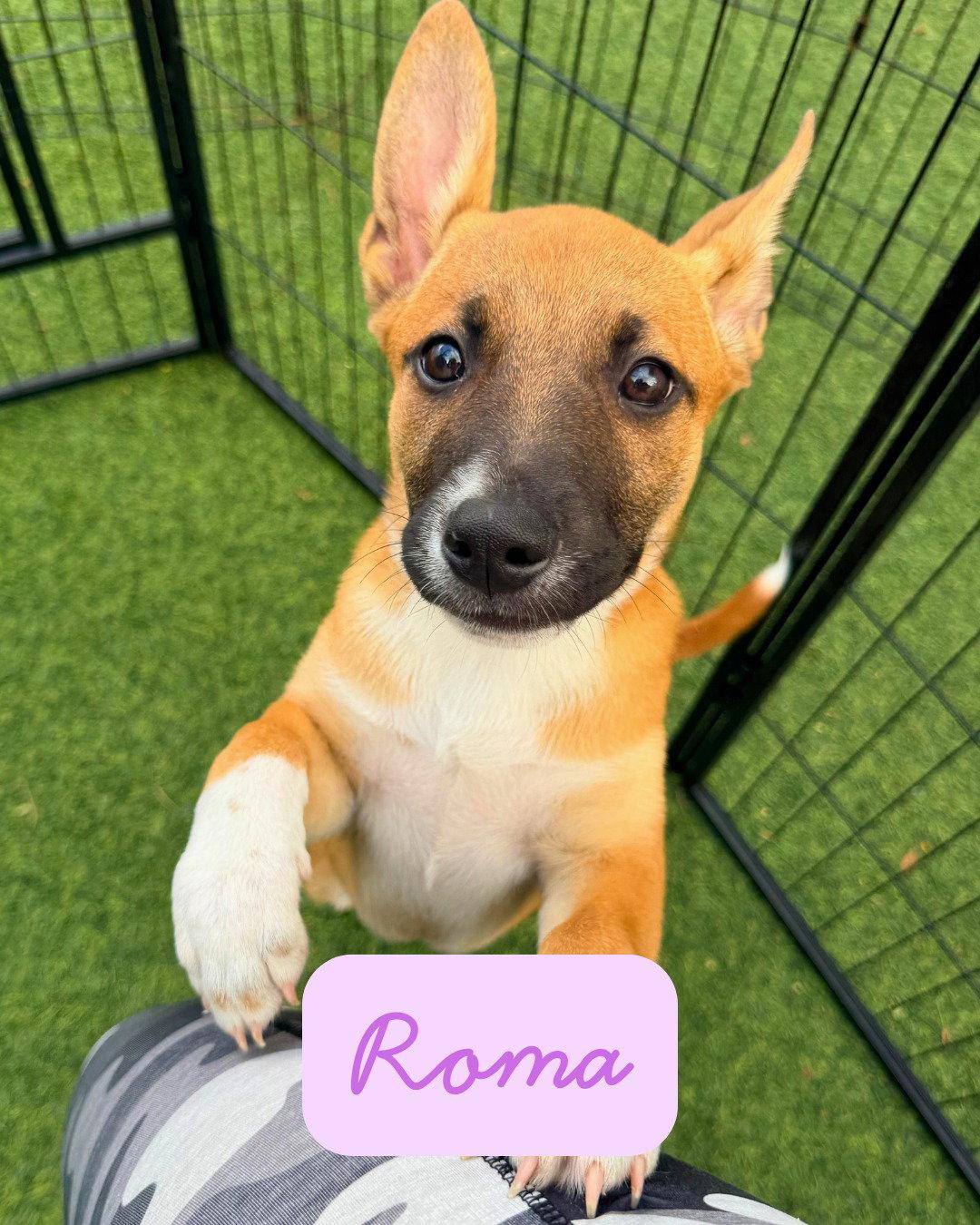 Roma, a Adoptable Terrier in Pompano Beach, FL image 1/3