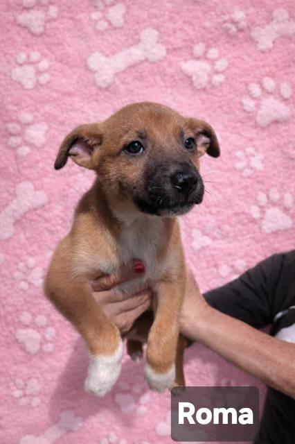 Roma, Adoptable, Puppy Female Terrier.