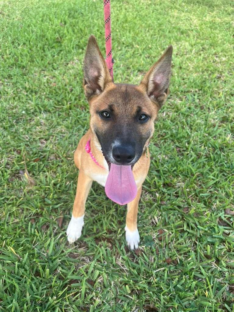 Roma, a Adoptable Terrier in Pompano Beach, FL image 3/3