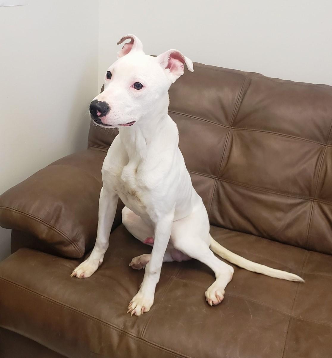 Ollie **prison program, an adoptable Pit Bull Terrier, Whippet in Mount Gilead, OH, 43338 | Photo Image 1