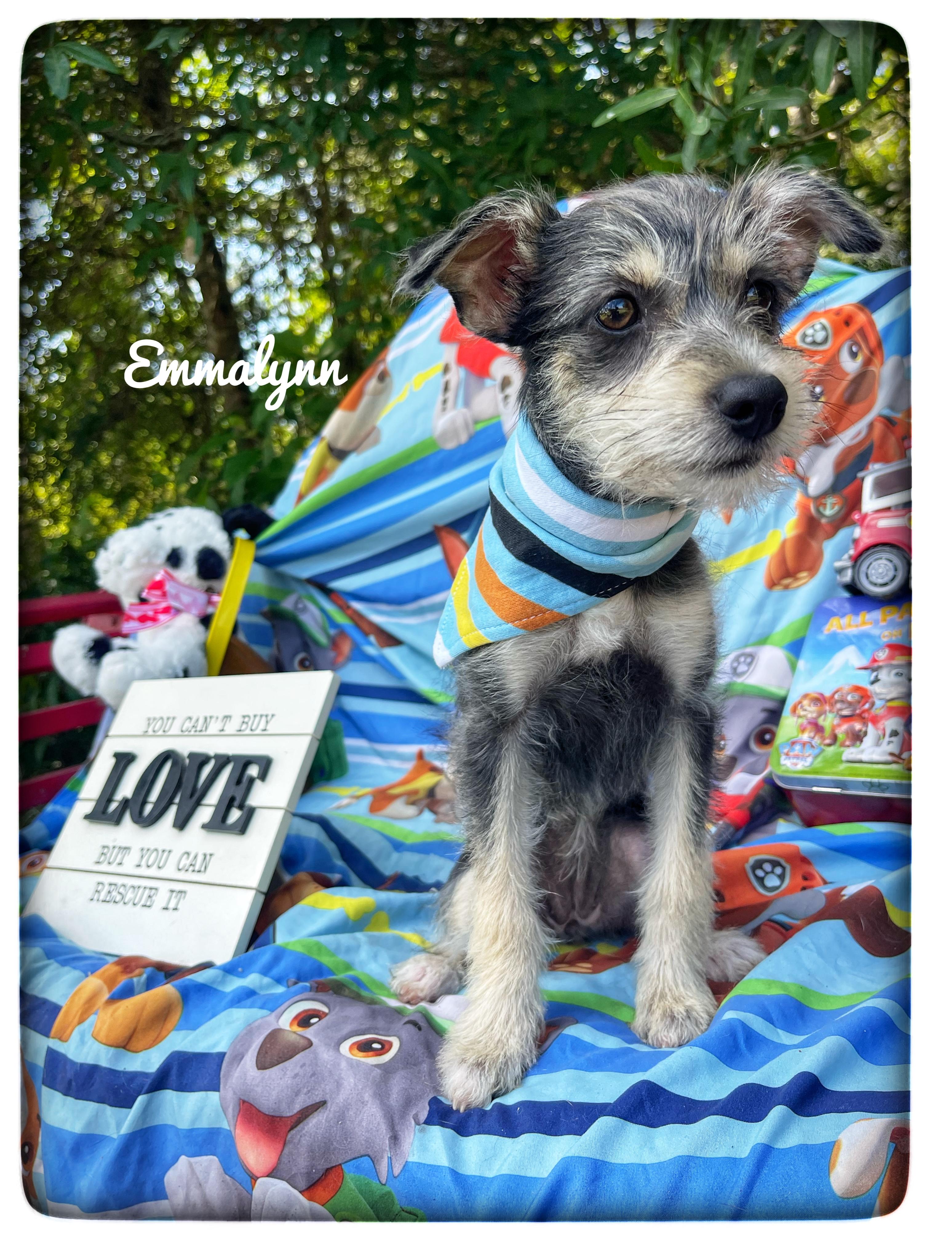 Emmalynn, adopted, Puppy Female Miniature Schnauzer.
