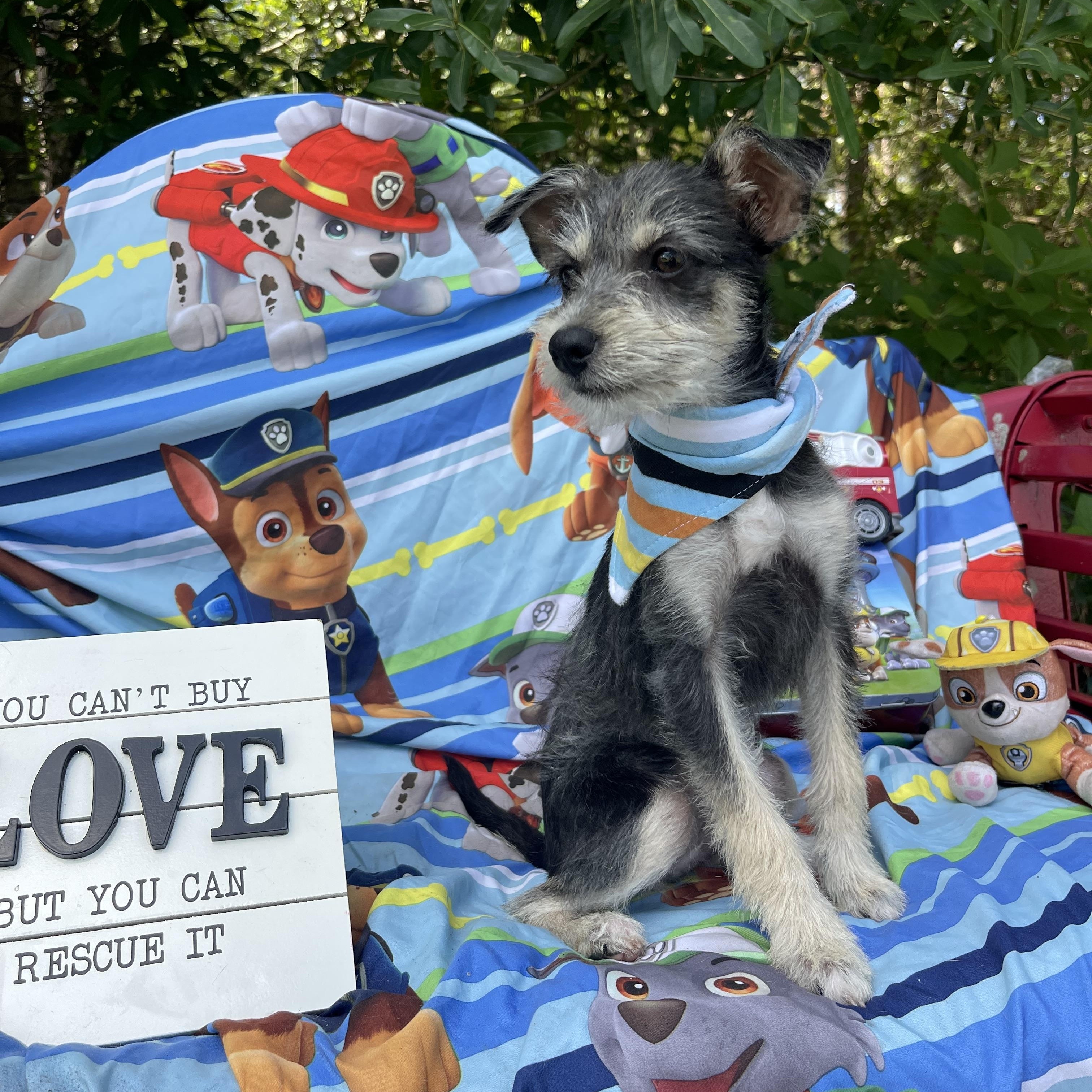 Enlarge Emmalynn, an adopted mixed breed in Sebring, FL image 5/5