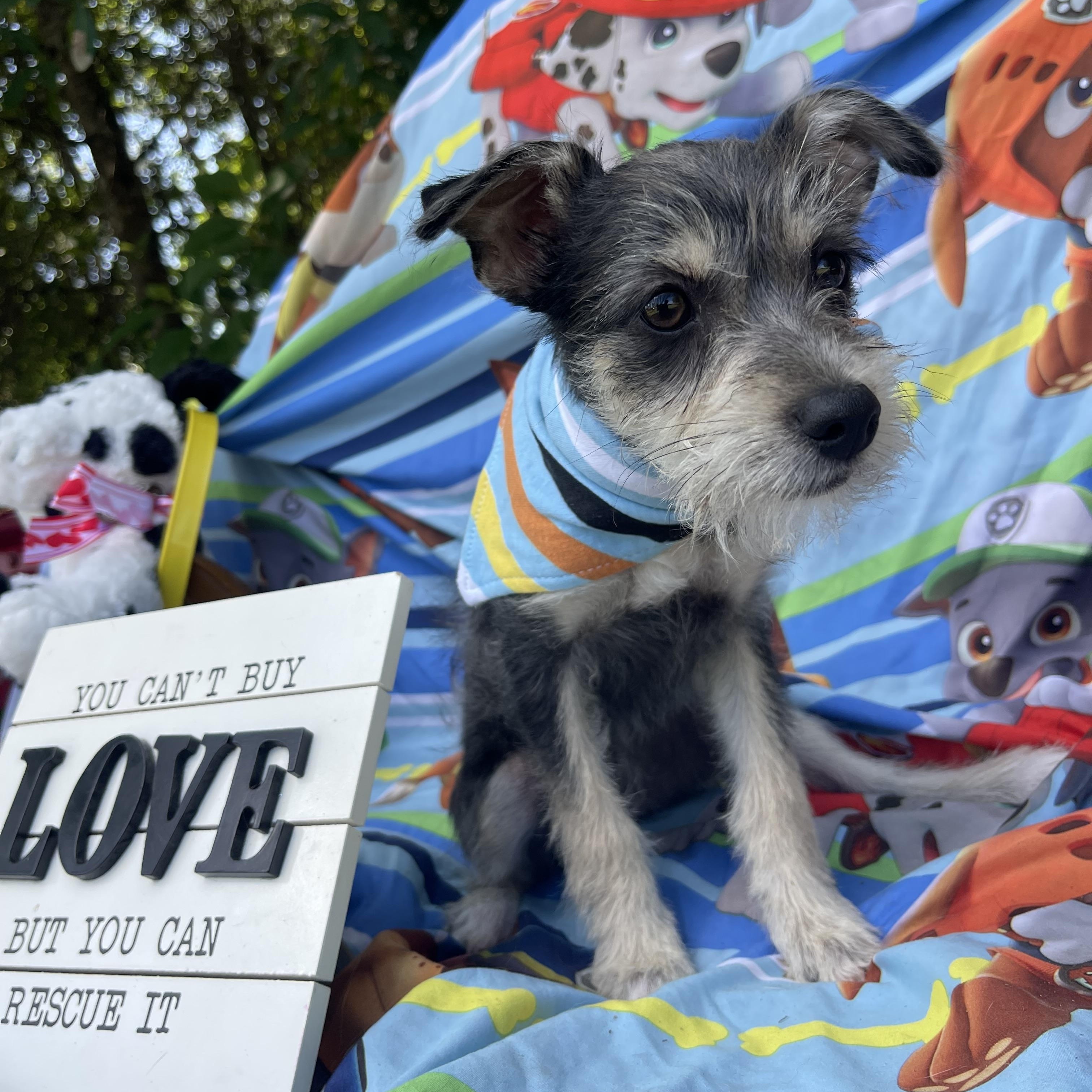 Enlarge Emmalynn, an adopted mixed breed in Sebring, FL image 4/5