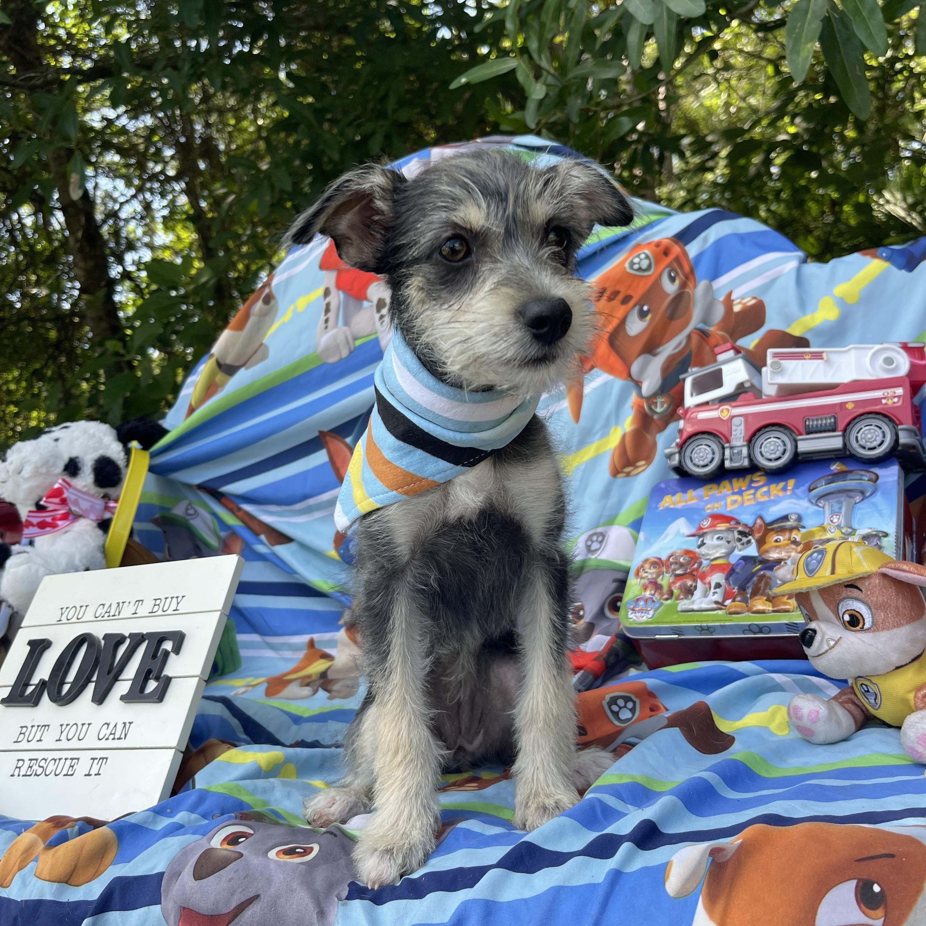 Enlarge Emmalynn, an adopted mixed breed in Sebring, FL image 2/5
