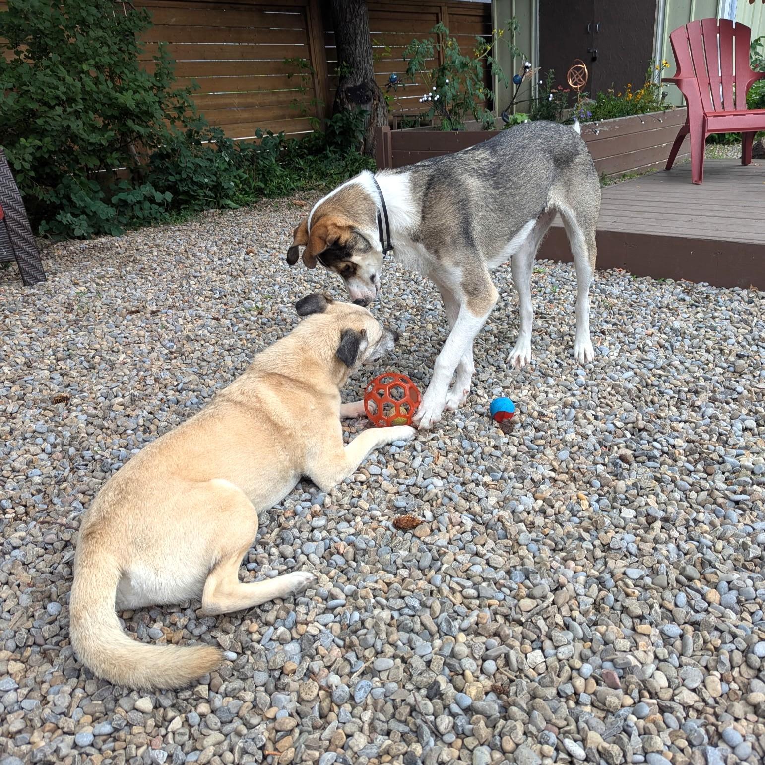 Enlarge Lacey, a Adoptable mixed breed in Calgary, AB image 4/6