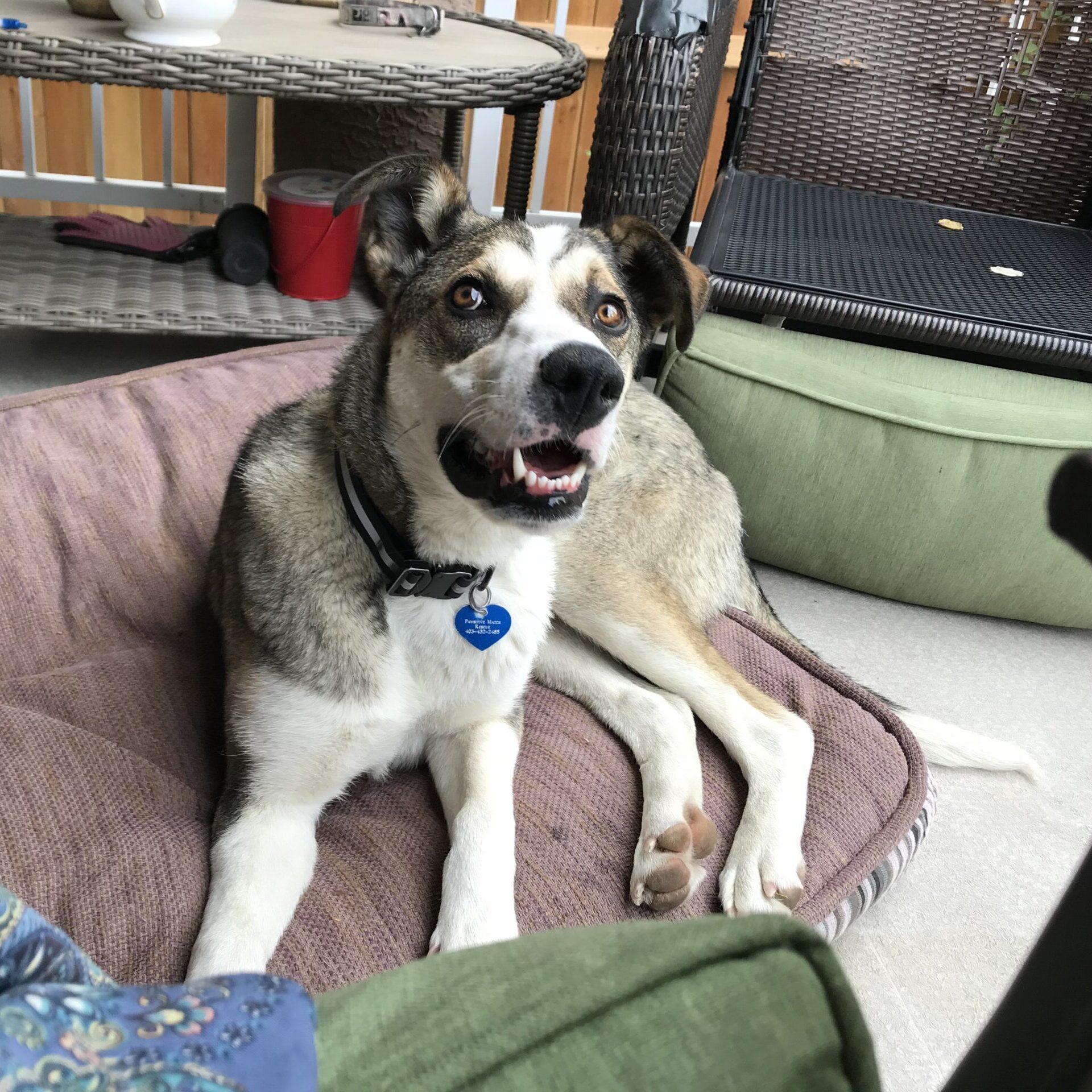 Lacey, an adoptable German Shepherd Dog in Calgary, AB, T2E 3Z7 | Photo Image 2