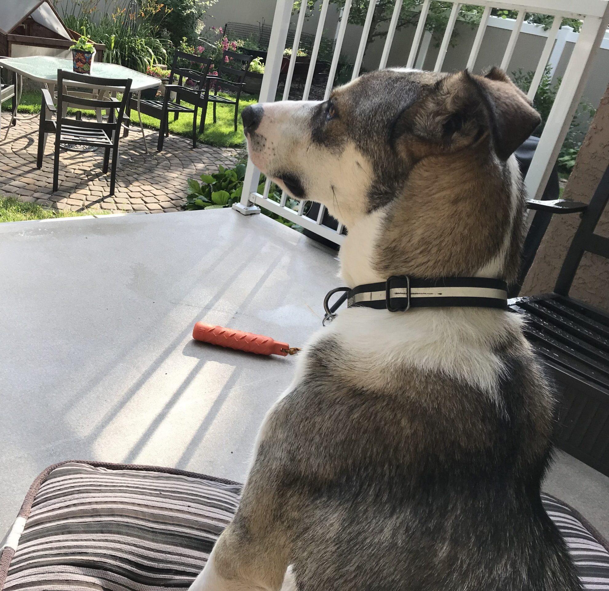 Lacey, an adoptable German Shepherd Dog in Calgary, AB, T2E 3Z7 | Photo Image 3