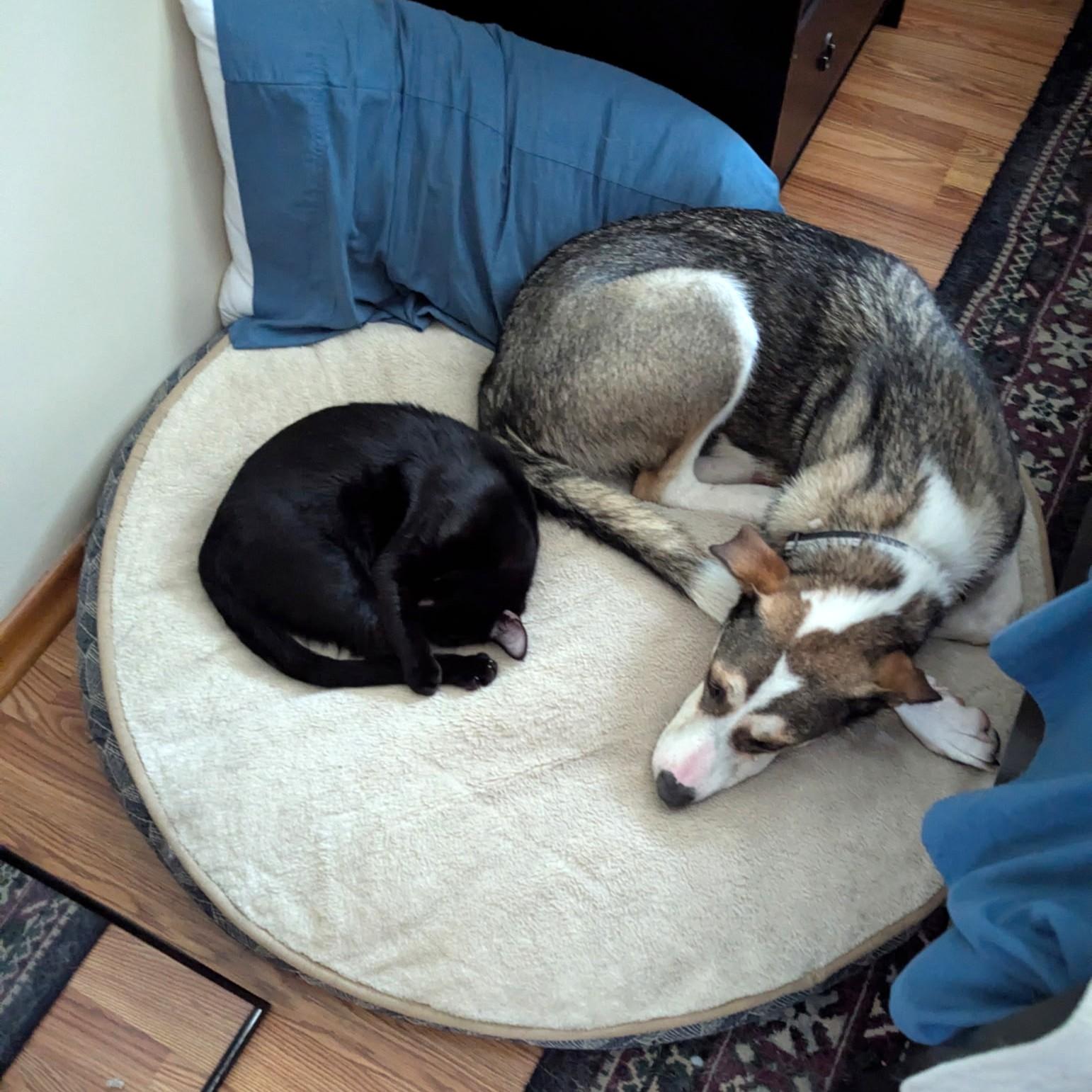 Lacey, an adoptable German Shepherd Dog in Calgary, AB, T2E 3Z7 | Photo Image 4