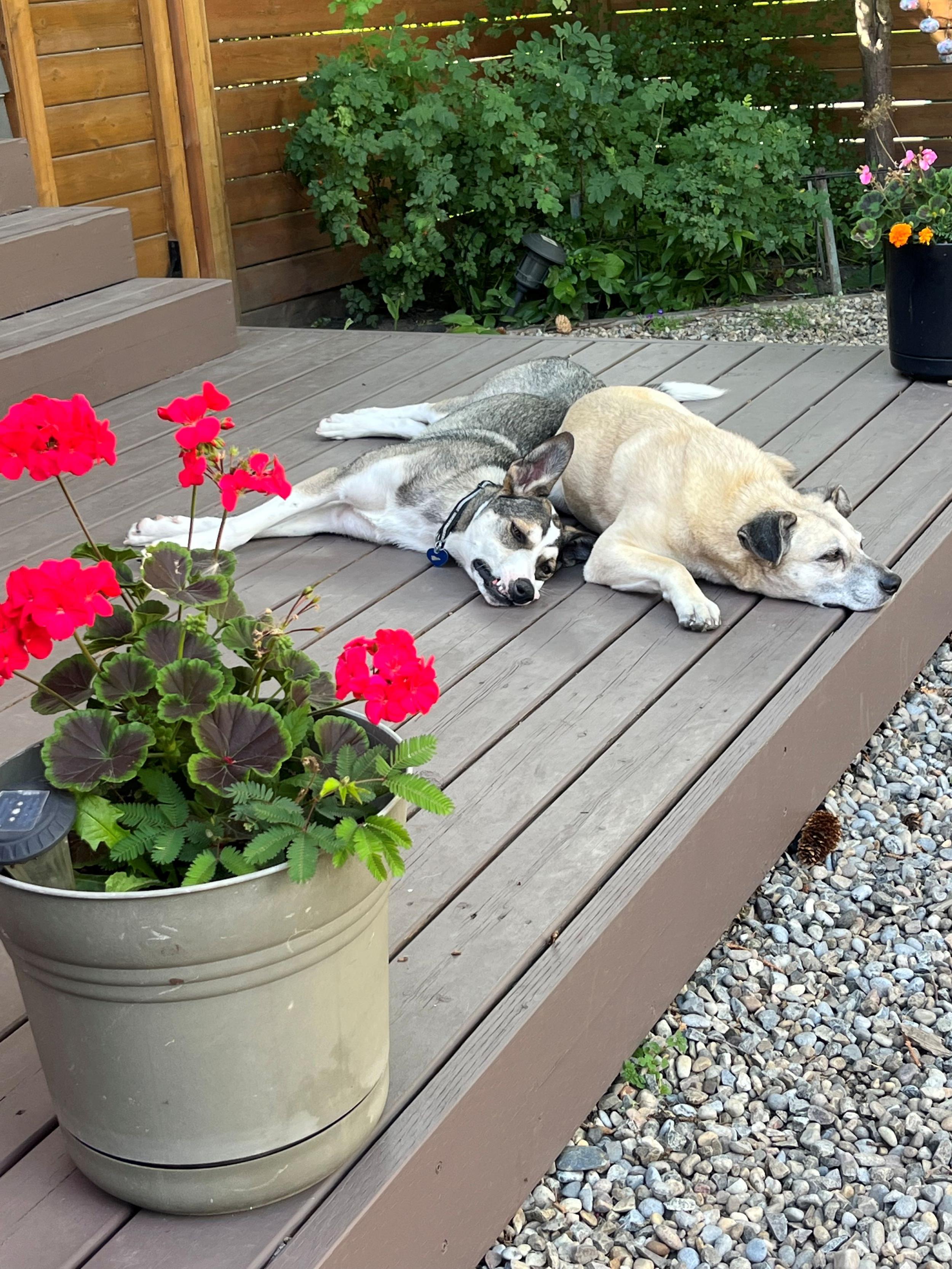 Enlarge Lacey, a Adoptable mixed breed in Calgary, AB image 6/6