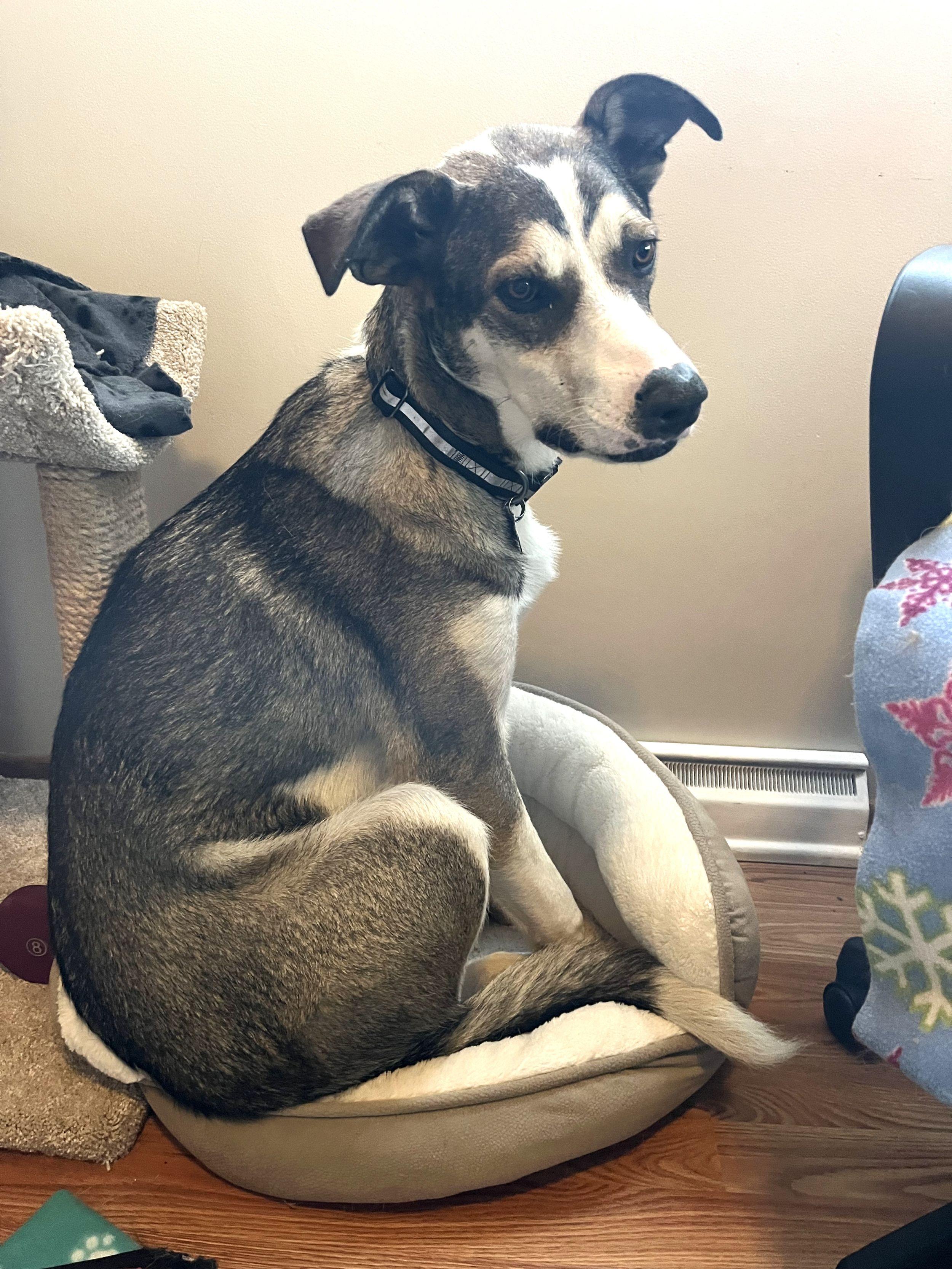 Lacey, Adoptable, Adult Female German Shepherd Dog.