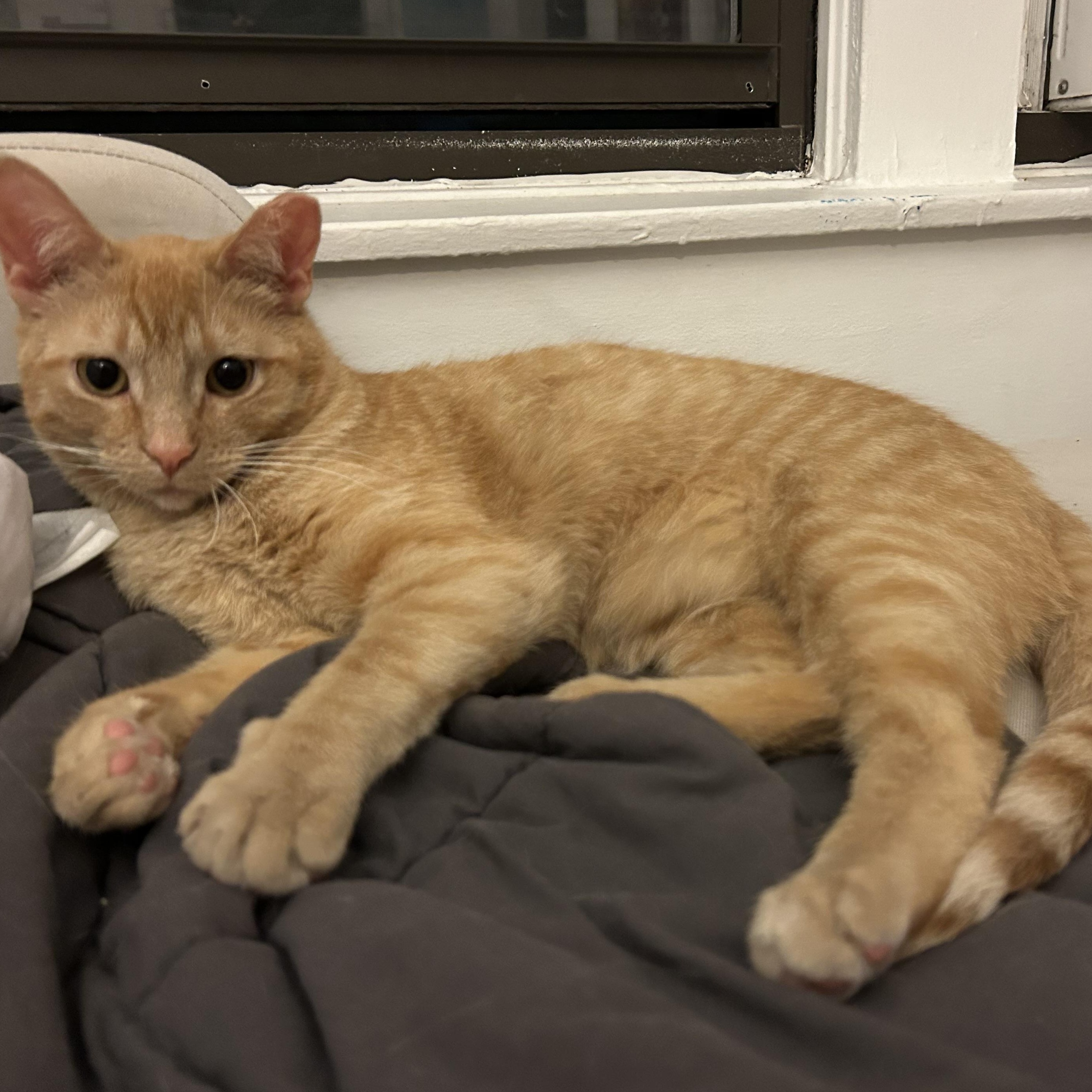 Garlic Glutavious, adopted, Young Male Domestic Short Hair.