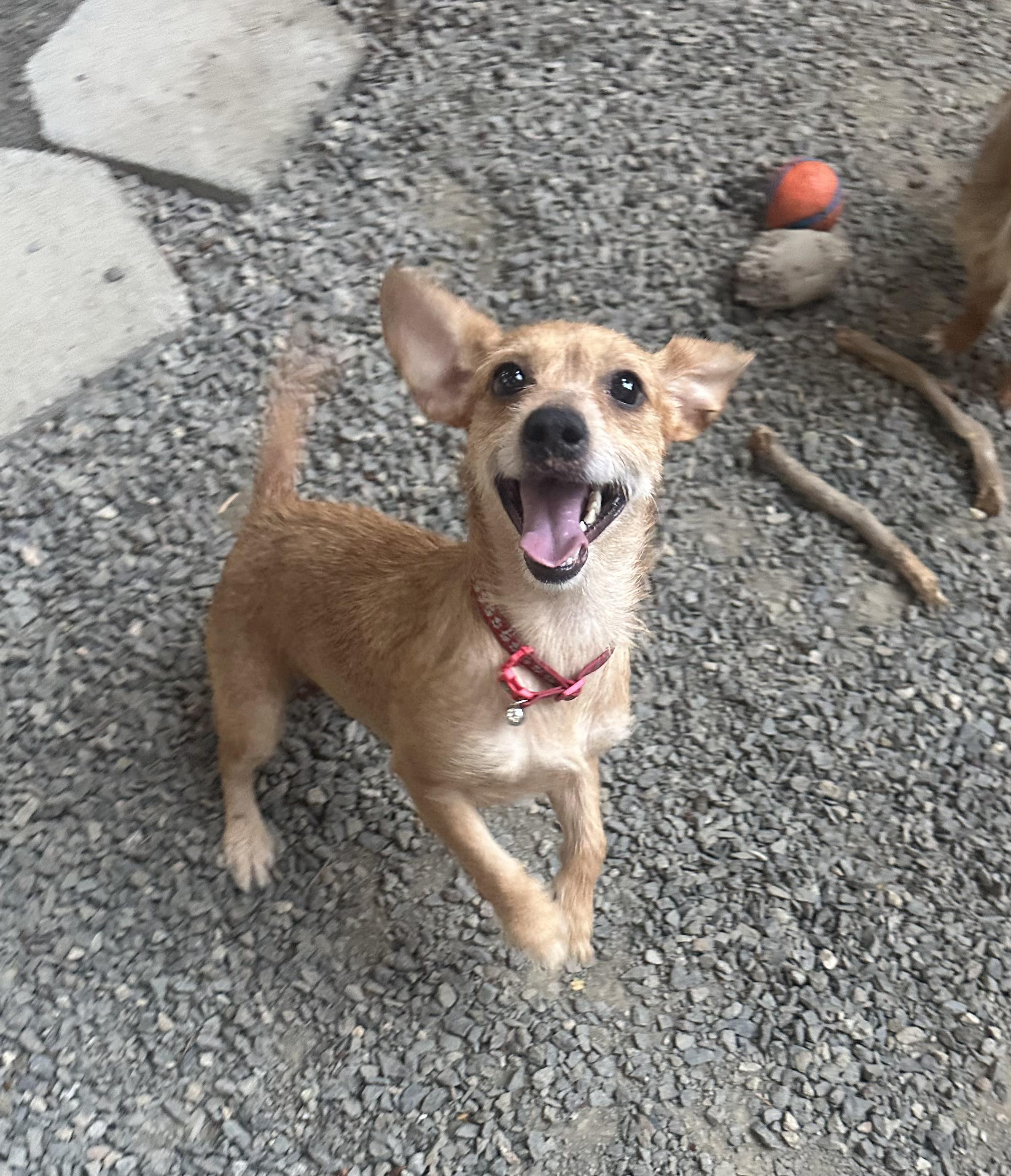 Enlarge Poppy, an adoptable mixed breed in Puyallup, WA image 3/3