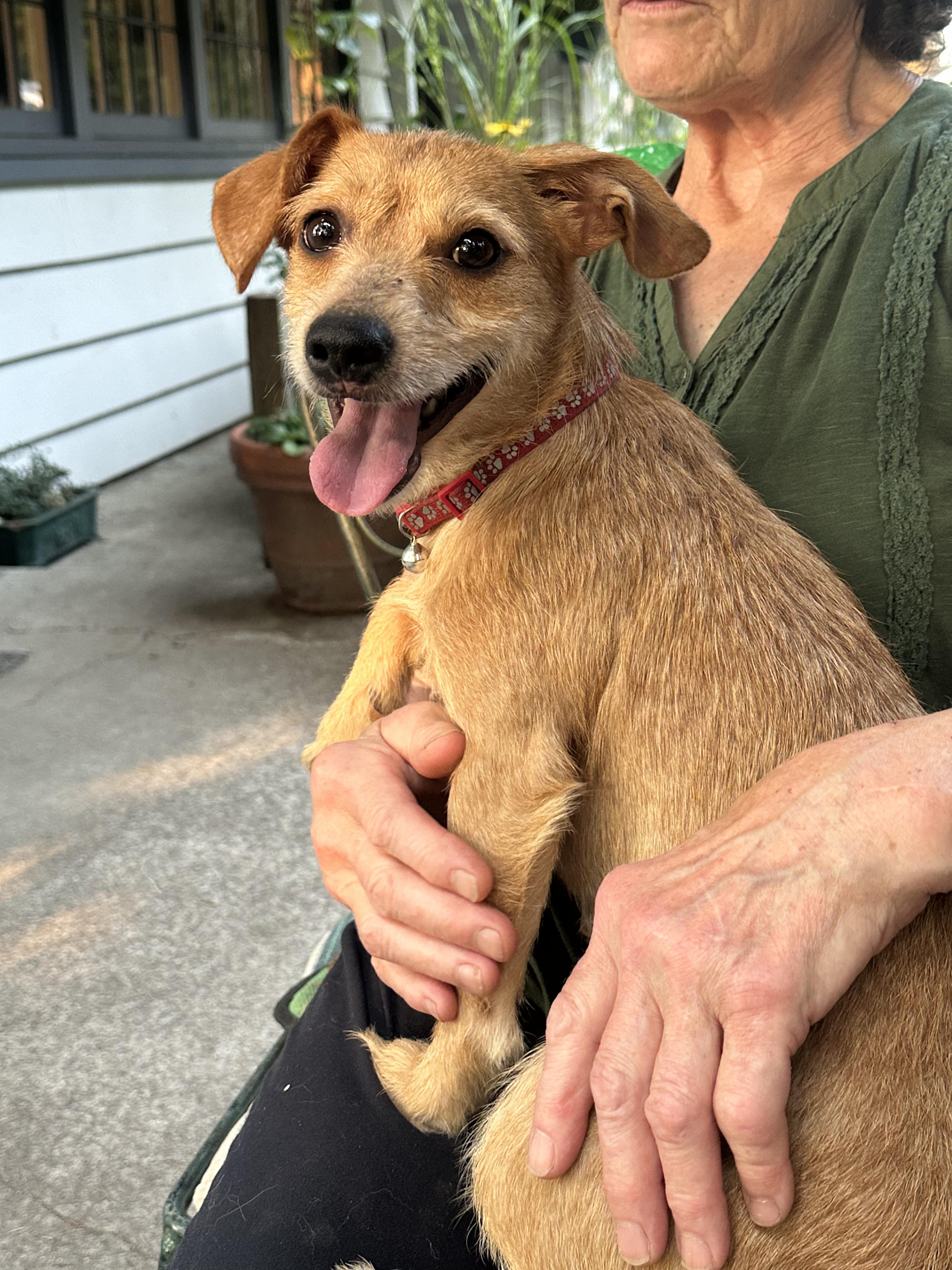 Enlarge Poppy, an adoptable mixed breed in Puyallup, WA image 2/3