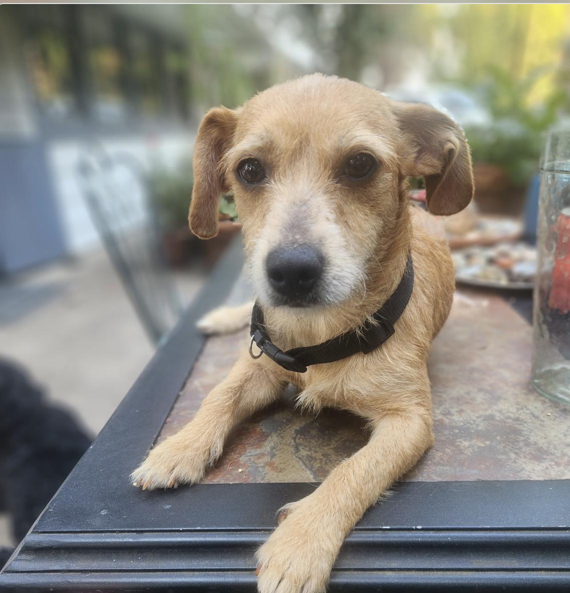 Enlarge Poppy, an adoptable mixed breed in Puyallup, WA image 1/3