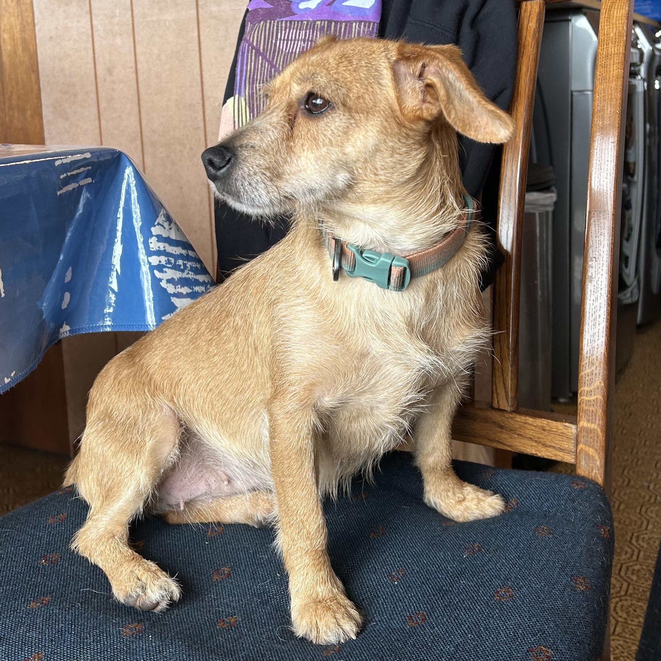 Enlarge Poppy, an adoptable mixed breed in Puyallup, WA image 1/4