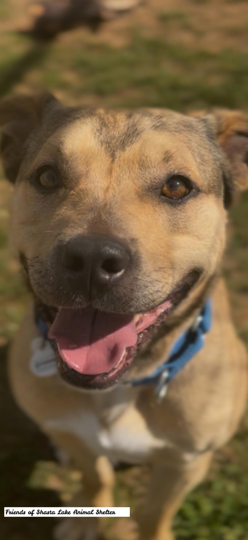 Archie, ADOPTABLE, Young Male German Shepherd Dog & Labrador Retriever.