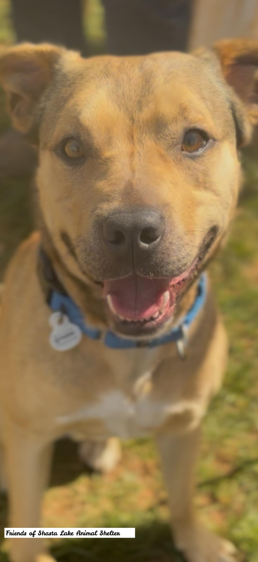 Enlarge Archie, a ADOPTABLE mixed breed in Shasta Lake, CA image 3/3