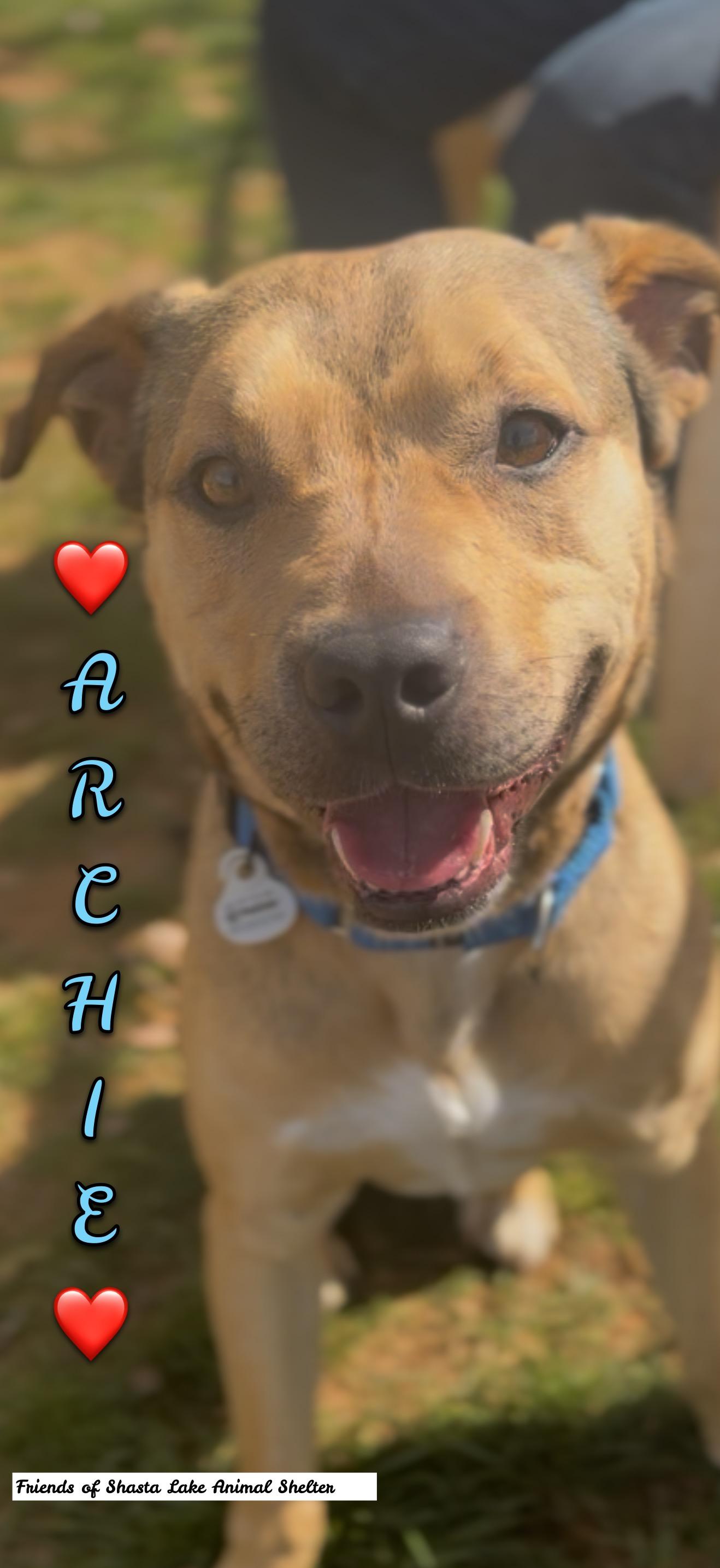 Enlarge Archie, a ADOPTABLE mixed breed in Shasta Lake, CA image 2/3