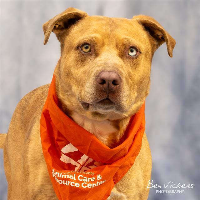 Enlarge CANE, a Adoptable mixed breed in Albuquerque, NM image 1/1