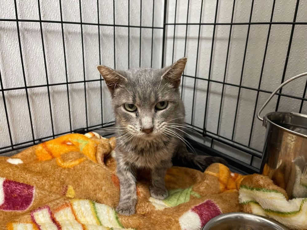 Enlarge Sashay, a Adoptable Domestic Short Hair in Bolivar, MO image 1/2