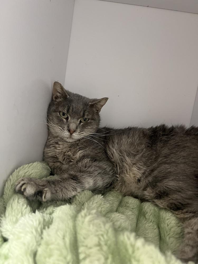 Enlarge Sashay, a Adoptable Domestic Short Hair in Bolivar, MO image 2/2