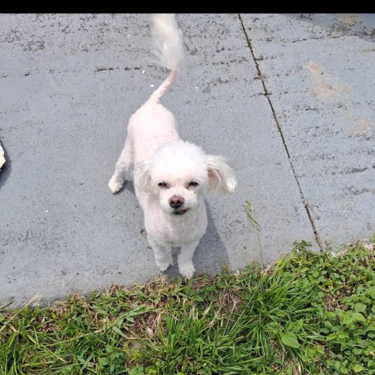 Enlarge Chaz, a ADOPTABLE Maltipoo in Port Saint Lucie, FL image 1/3