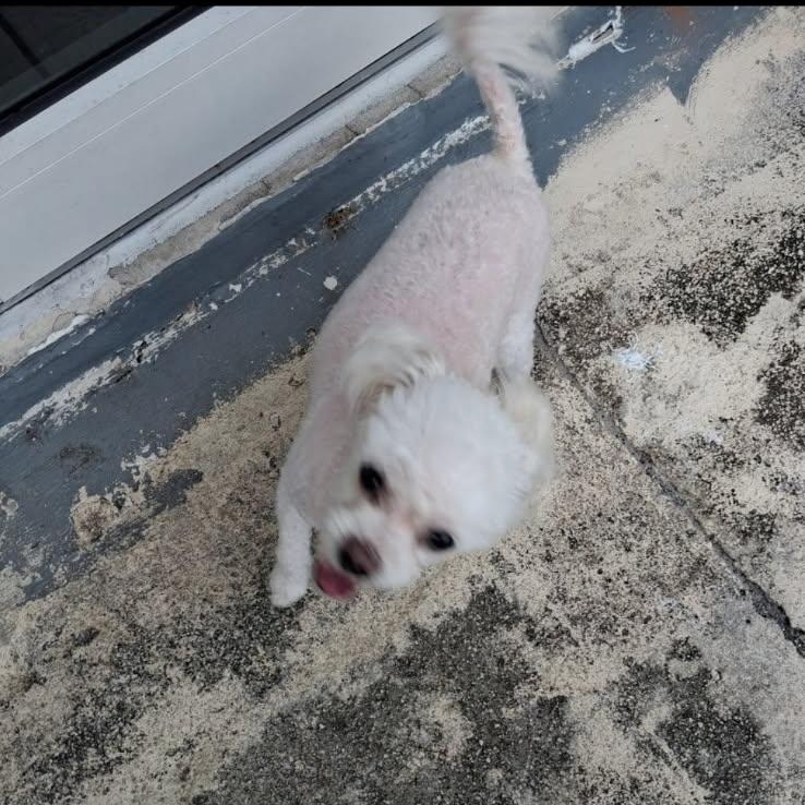Enlarge Chaz, a ADOPTABLE Maltipoo in Port Saint Lucie, FL image 3/3