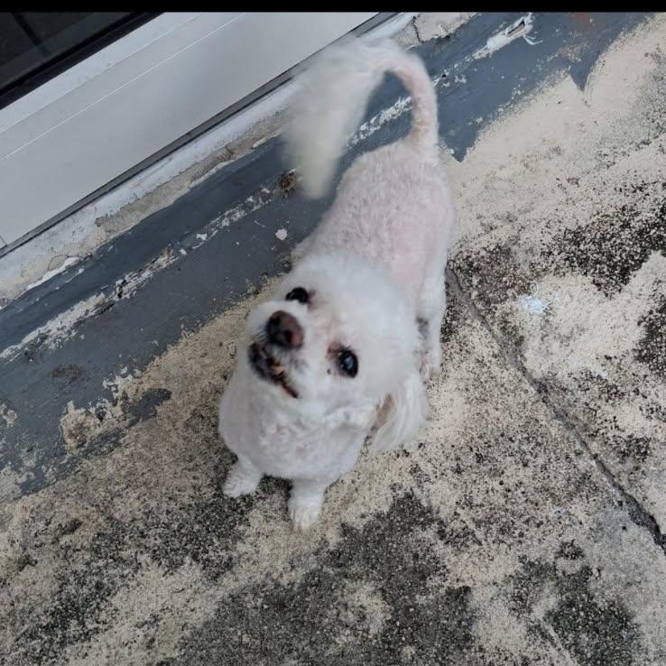 Enlarge Chaz, a ADOPTABLE Maltipoo in Port Saint Lucie, FL image 2/3