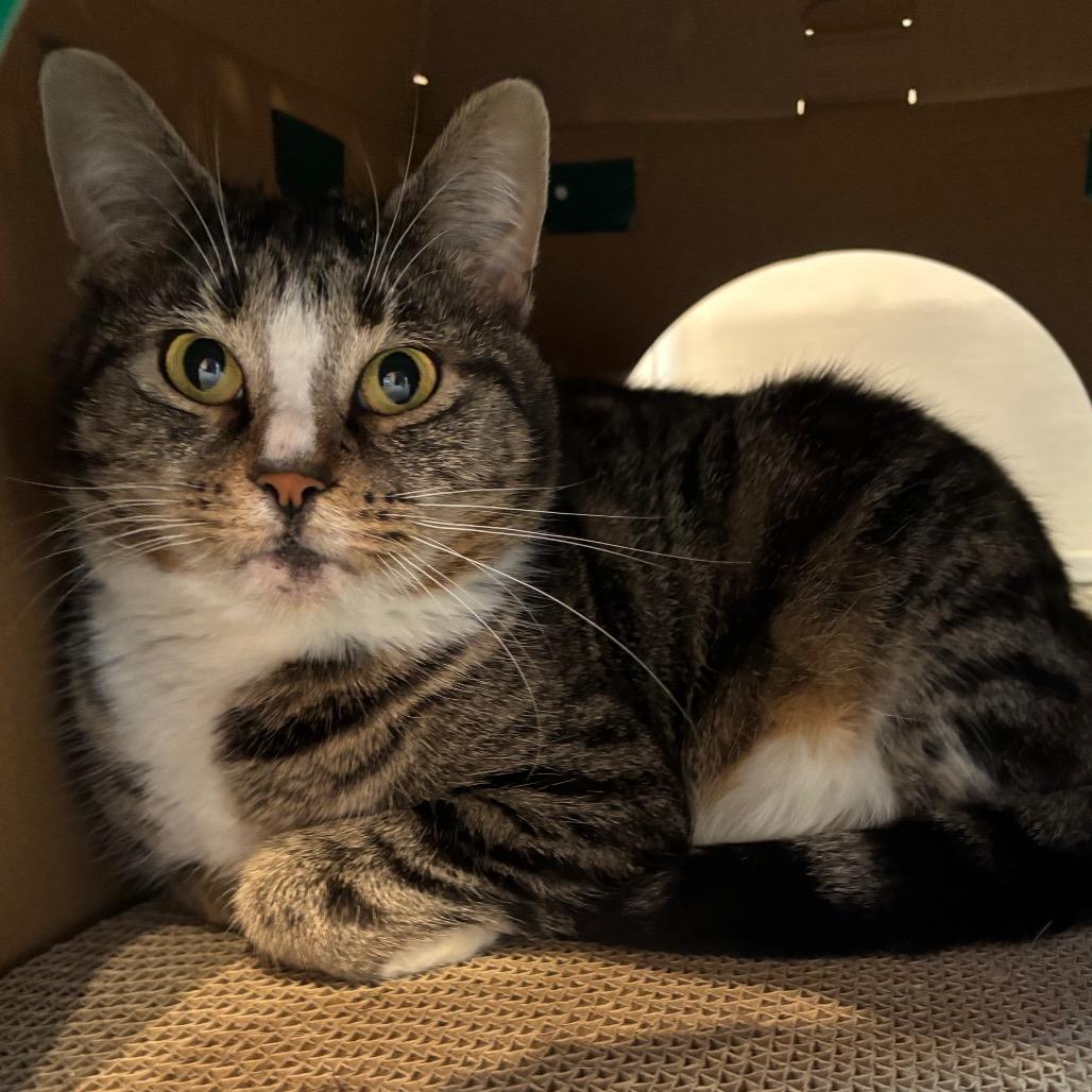 Calypso, Adoptable, Adult Female Domestic Short Hair.