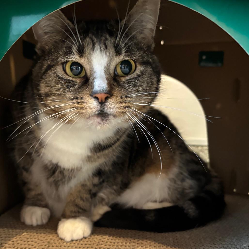 Enlarge Calypso, a Adoptable Domestic Short Hair in Washington Township, OH image 2/2