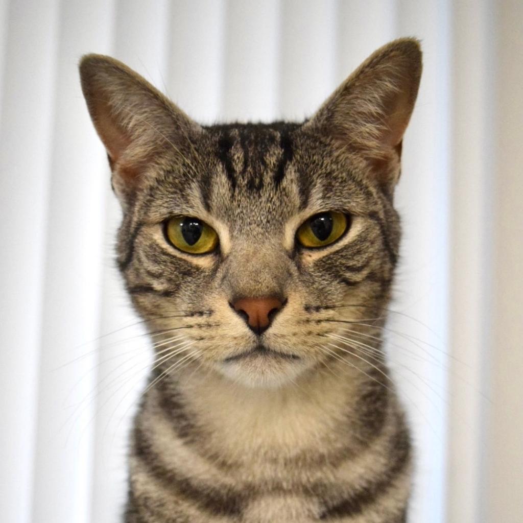 Truman and Tyndall, Adoptable, Senior Male Domestic Short Hair.