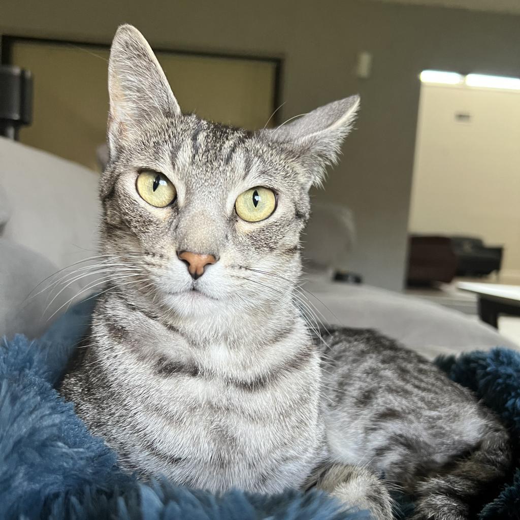 Truman and Tyndall, a Adoptable Domestic Short Hair in Fort Lauderdale, FL image 2/4