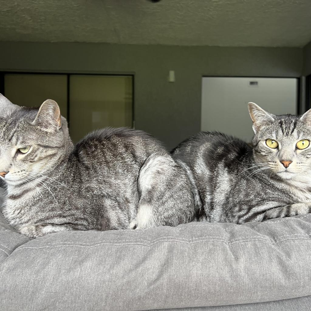 Truman and Tyndall, a Adoptable Domestic Short Hair in Fort Lauderdale, FL image 3/4