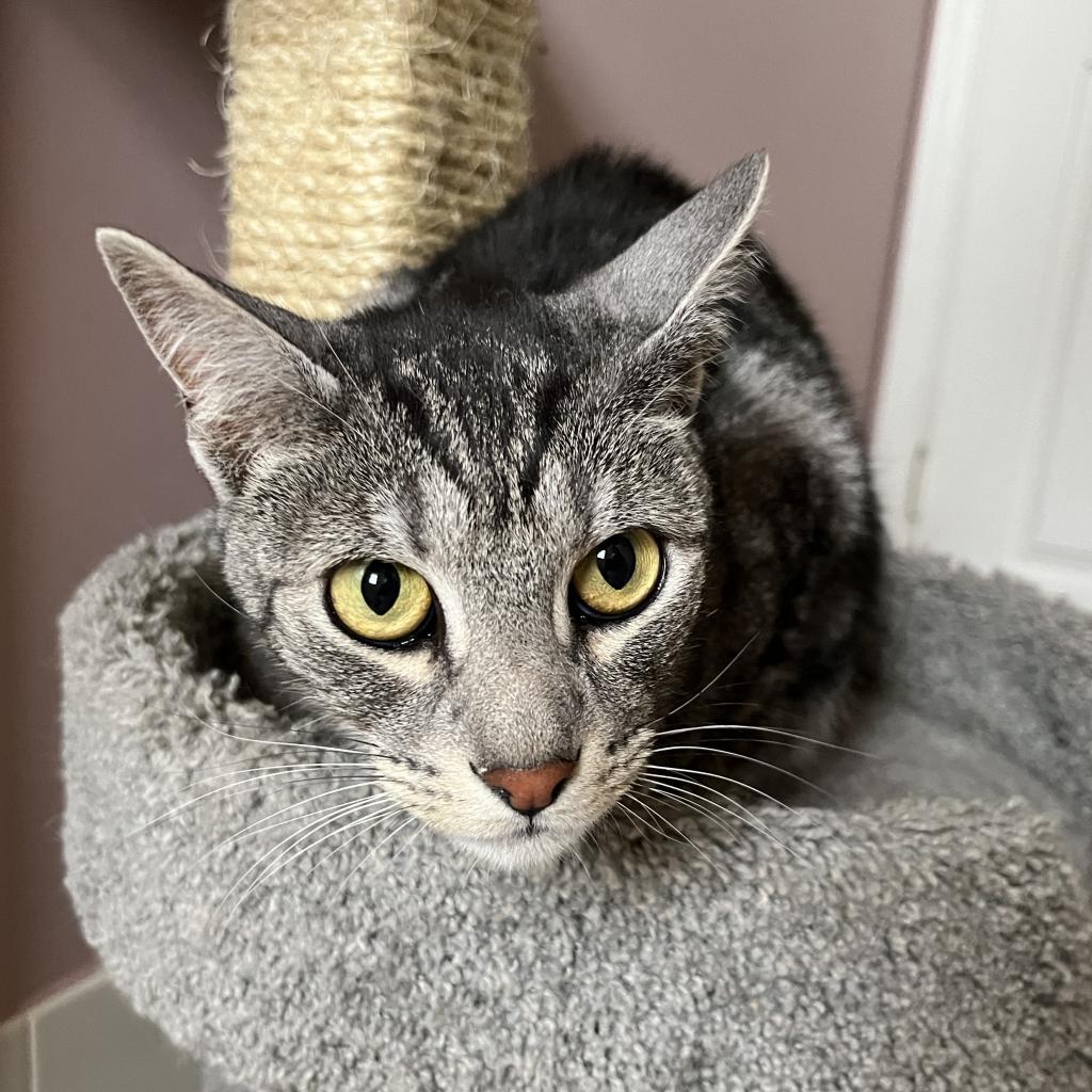 Truman and Tyndall, a Adoptable Domestic Short Hair in Fort Lauderdale, FL image 4/4